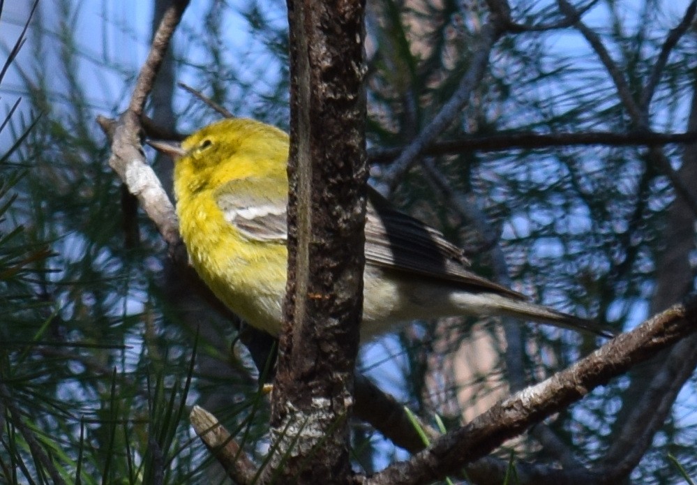 Pine Warbler - ML615154851