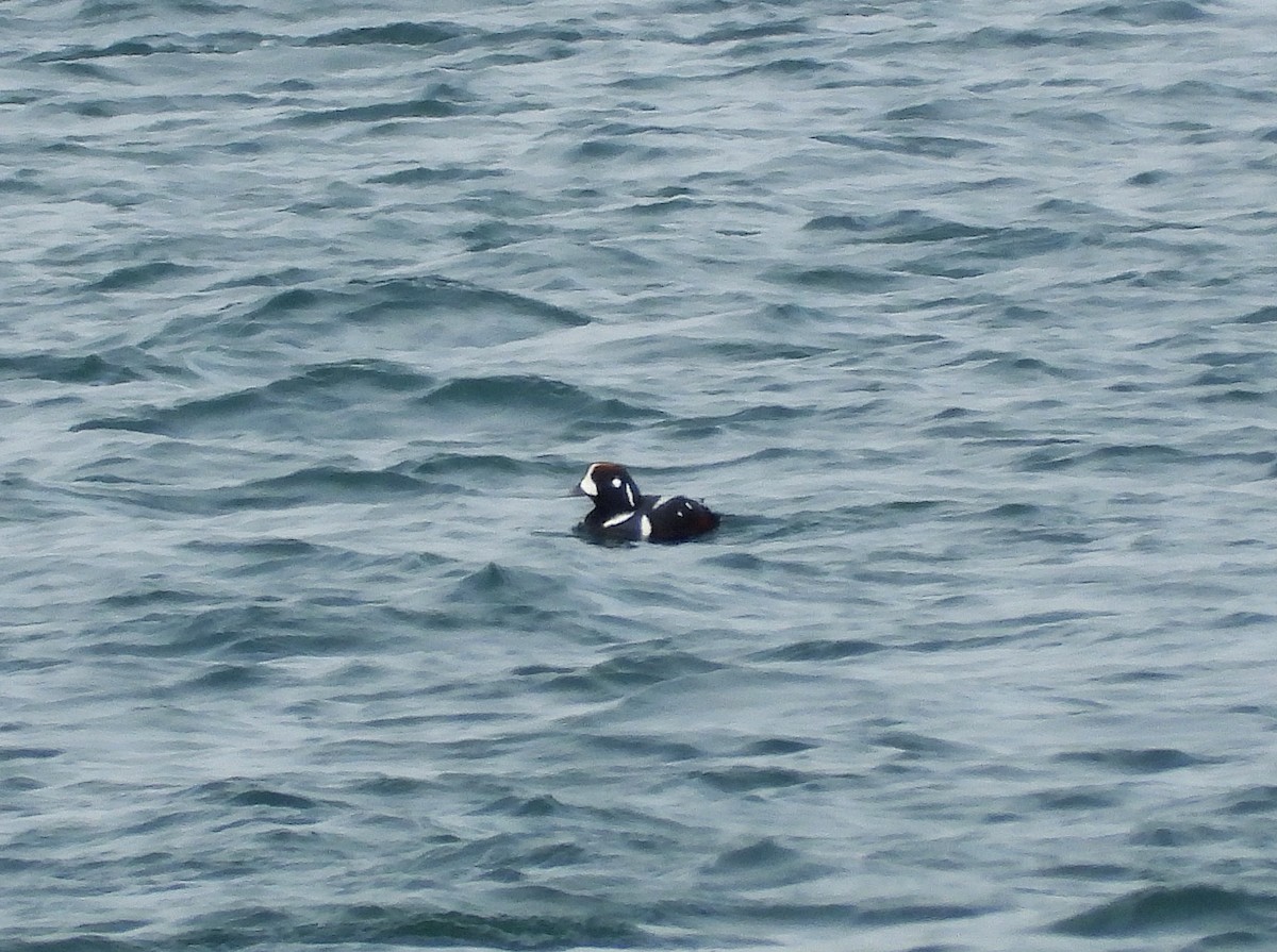 Harlequin Duck - ML615155087