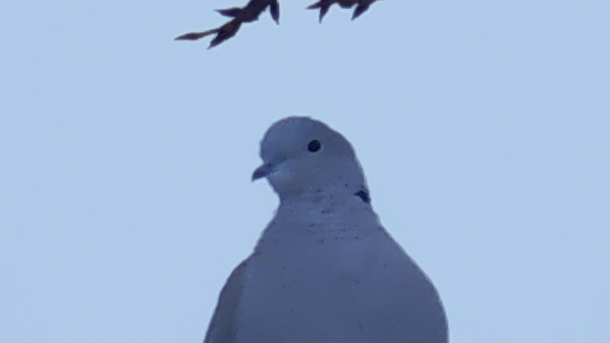 Eurasian Collared-Dove - ML615155139
