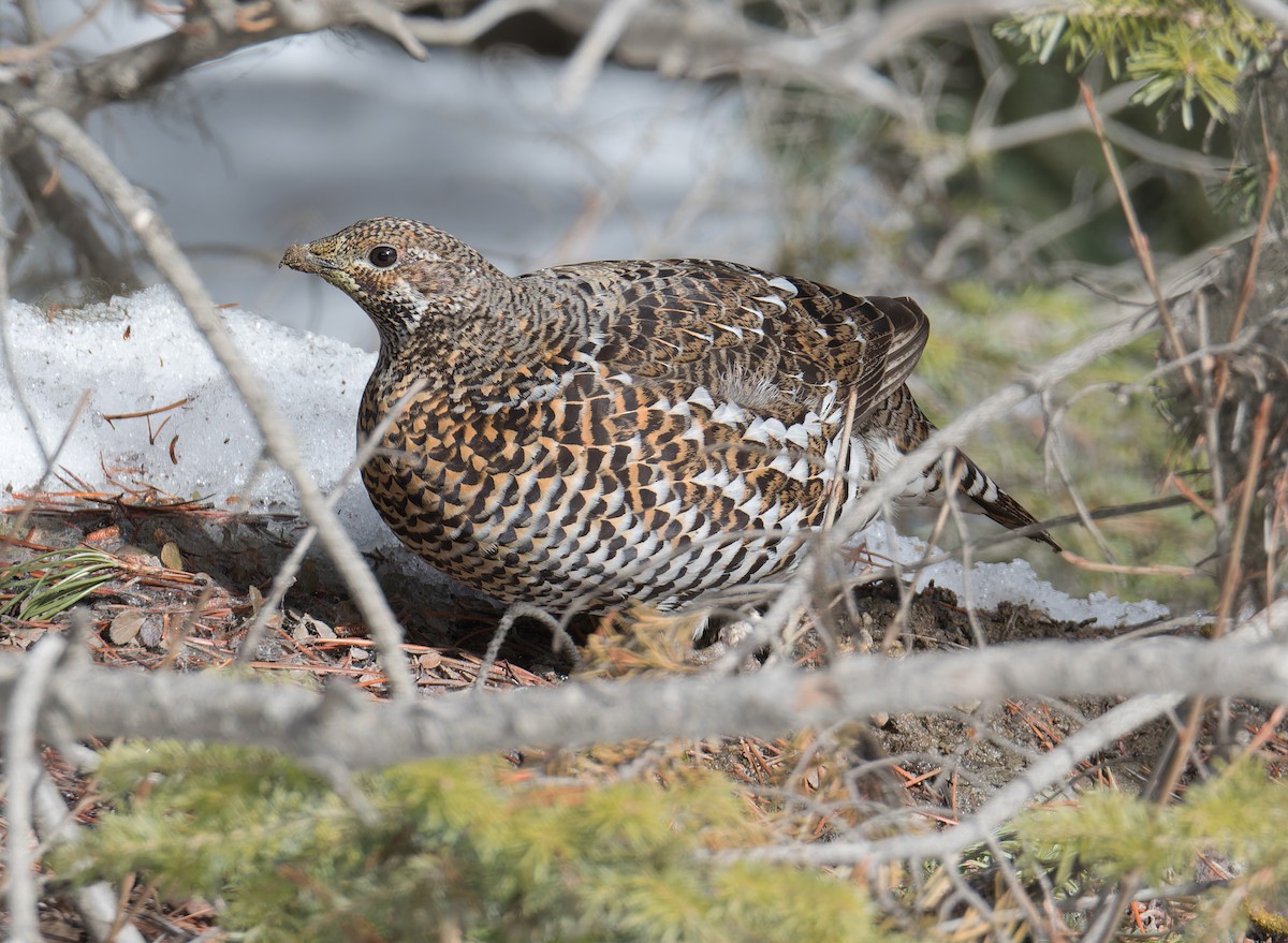 Spruce Grouse - ML615155155