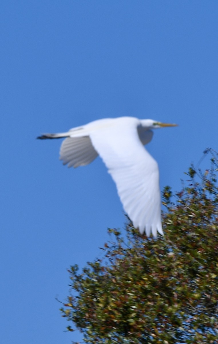 Great Egret - ML615155257