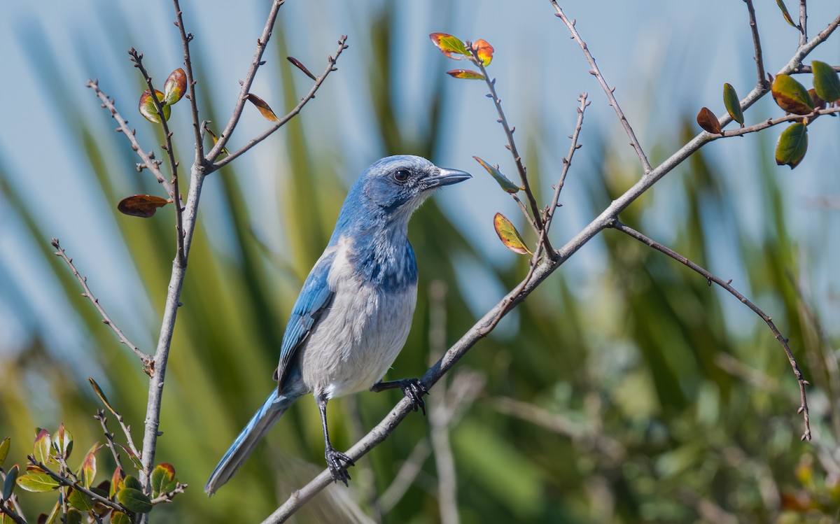 Florida Scrub-Jay - ML615155262