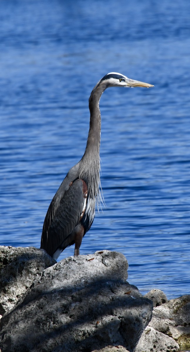 Garza Azulada - ML615155284