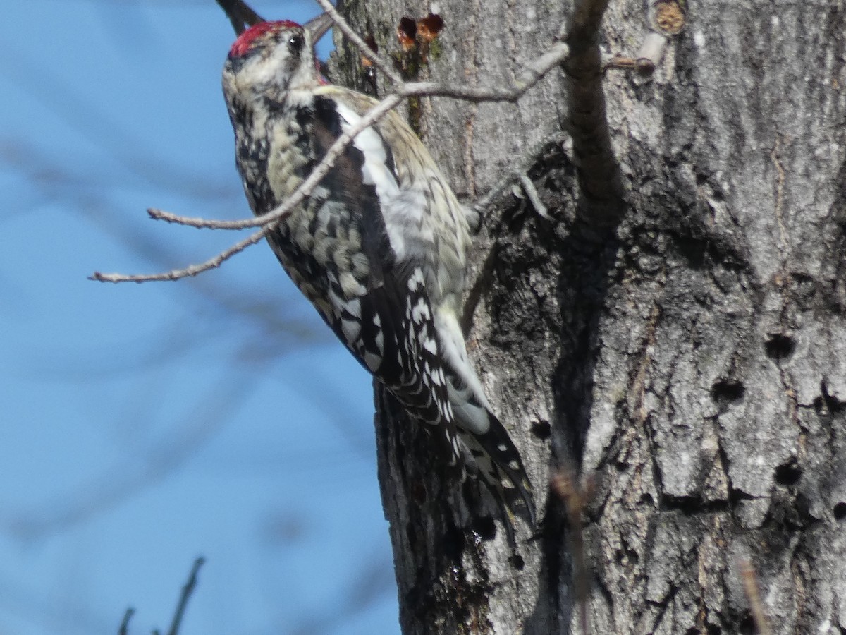 Yellow-bellied Sapsucker - ML615155314