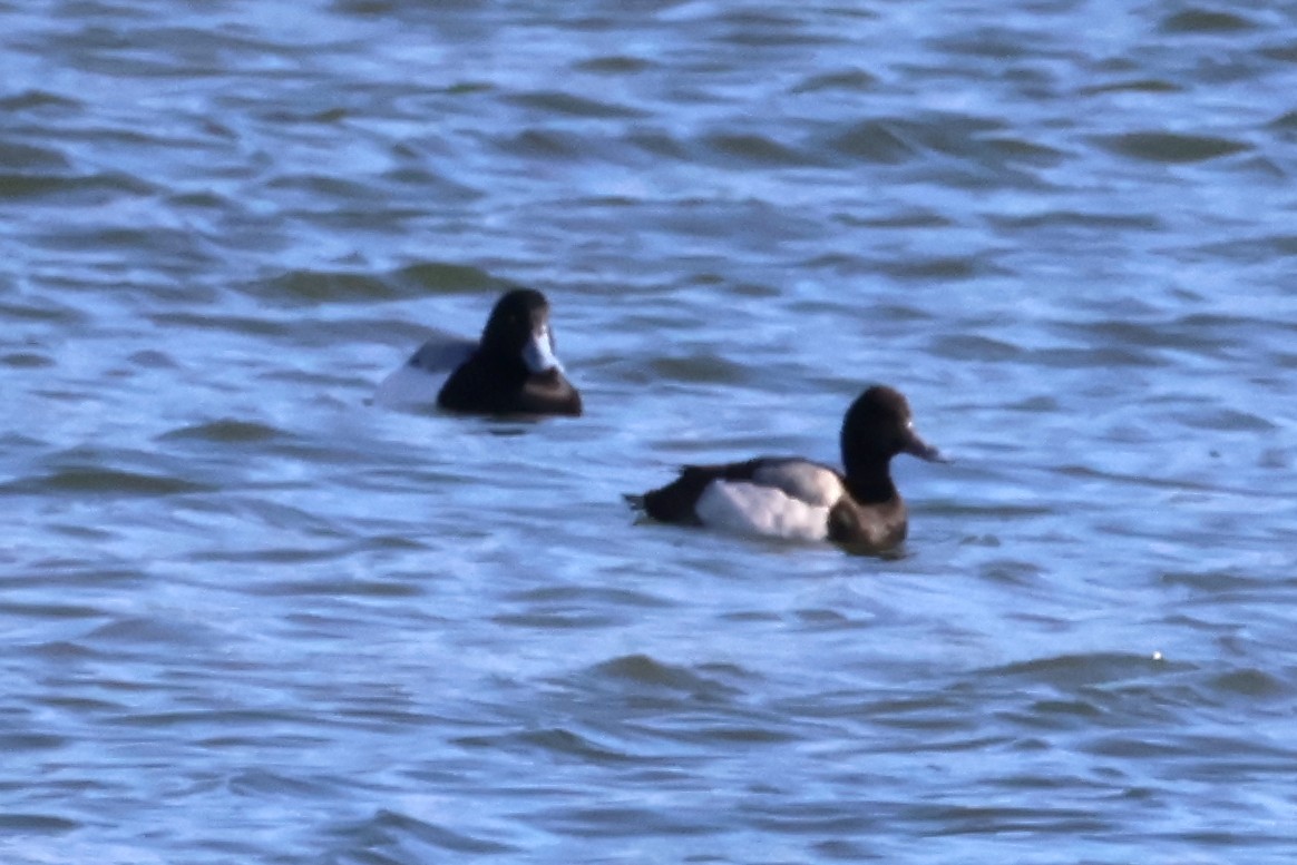 Lesser Scaup - ML615155318