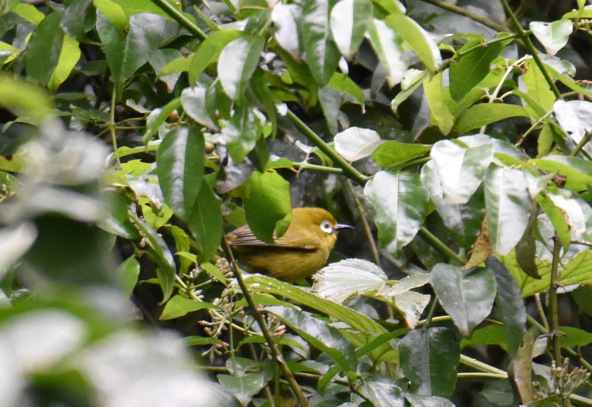 Kilimanjaro White-eye - ML615155335