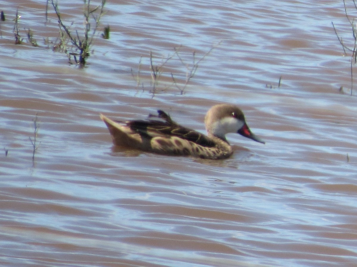 White-cheeked Pintail - ML615155388