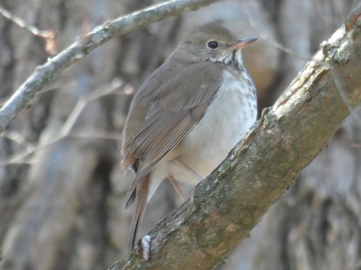 Hermit Thrush - Patrick Baines