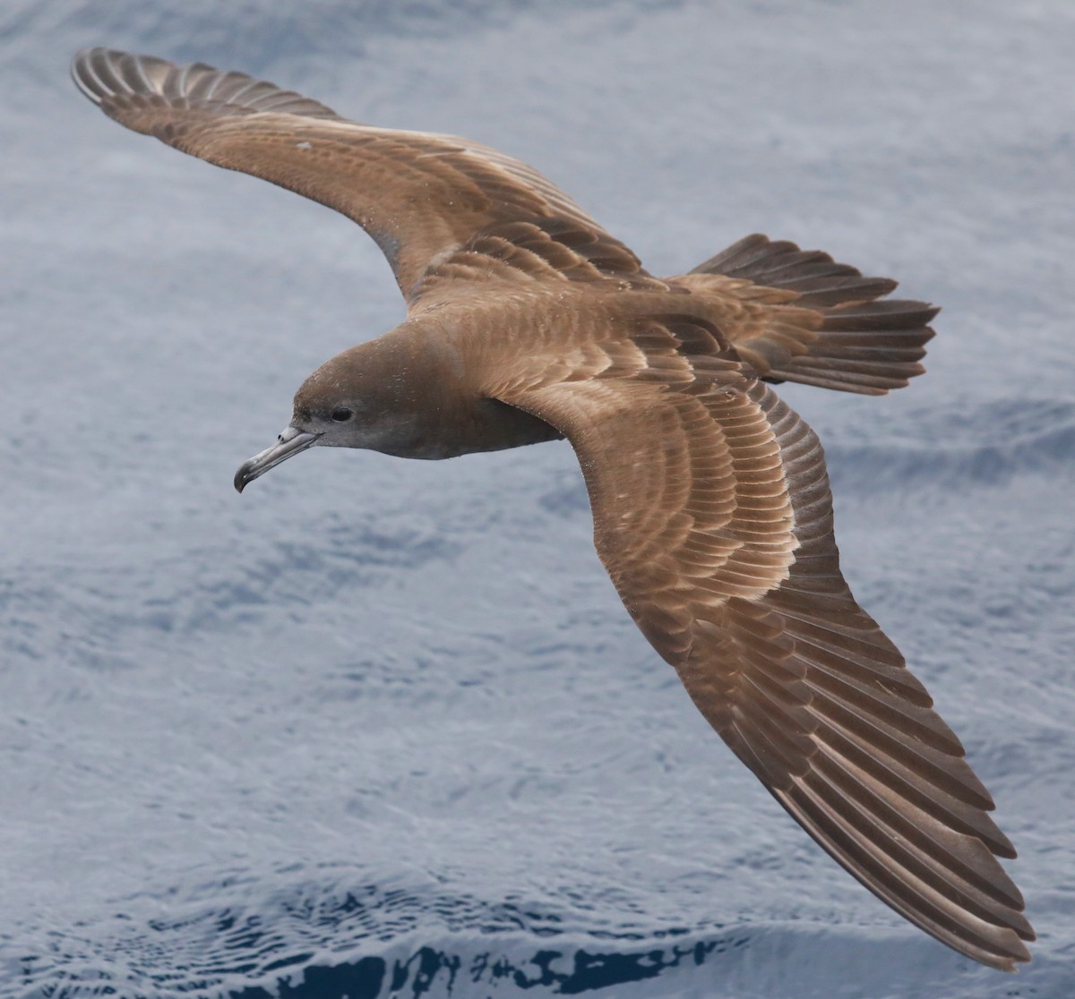 Wedge-tailed Shearwater - Steven Edwards
