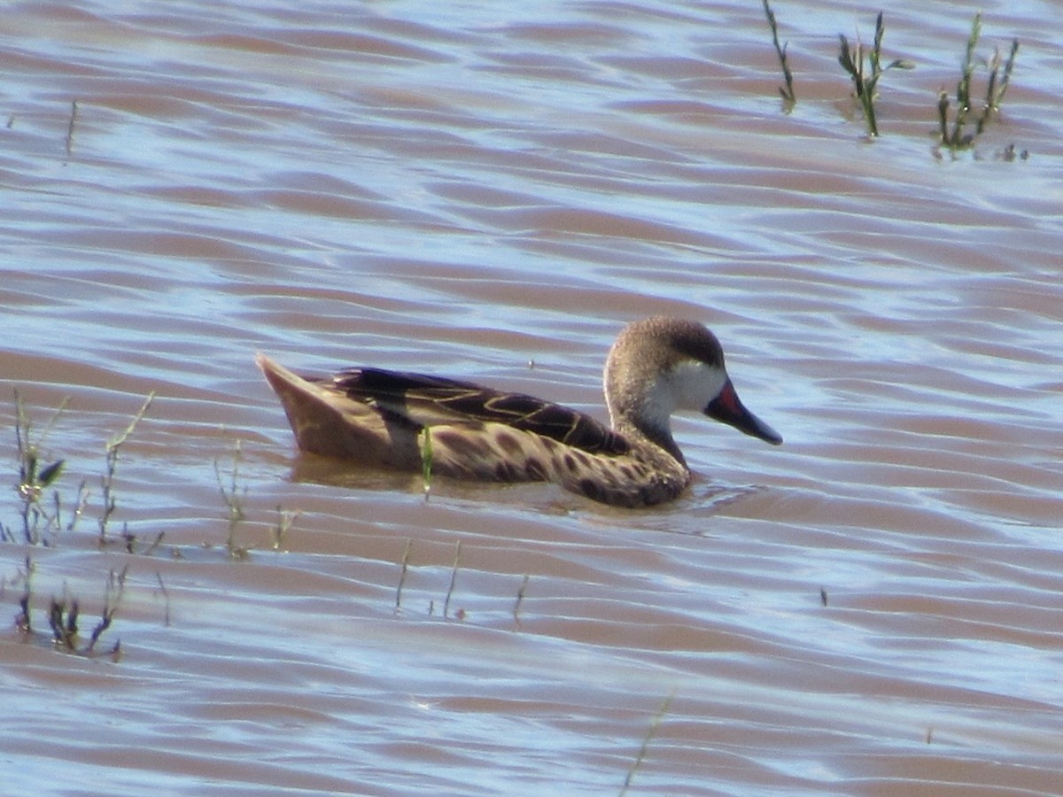 White-cheeked Pintail - ML615155468