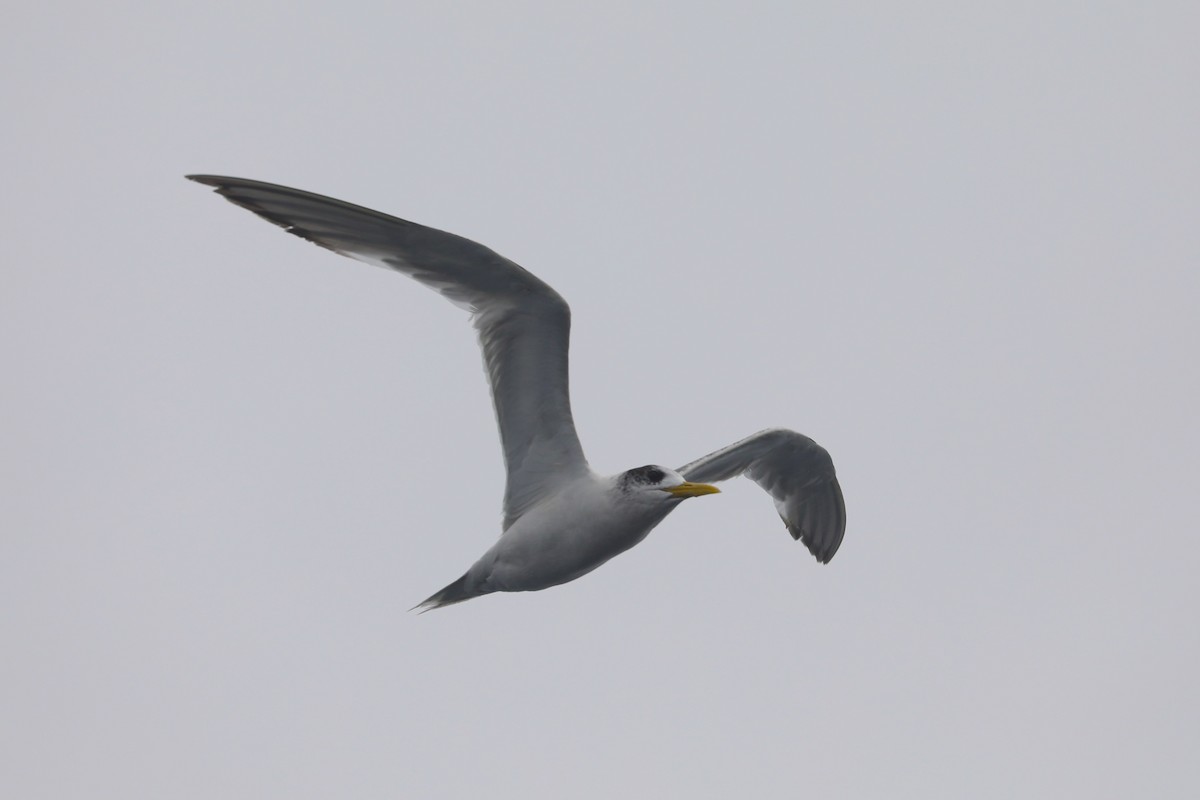 Great Crested Tern - ML615155559