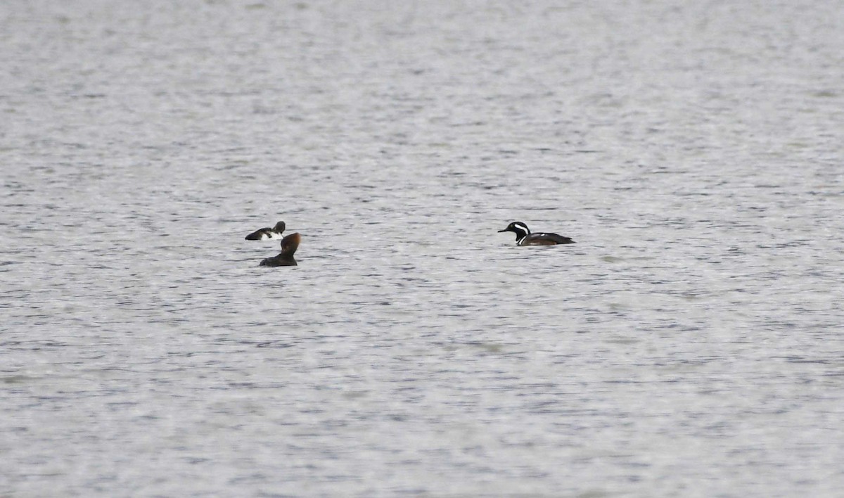 Hooded Merganser - ML615155565