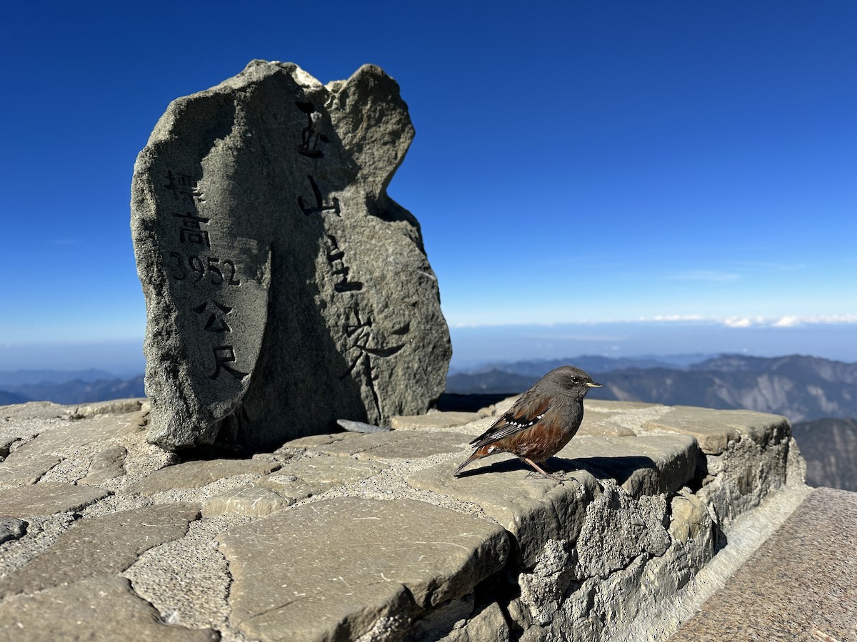 Alpine Accentor - Jeran Lin