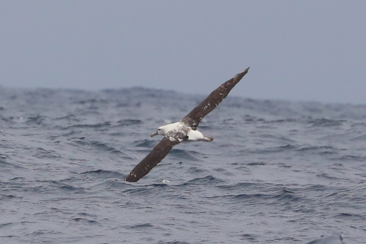 White-capped Albatross - ML615155641