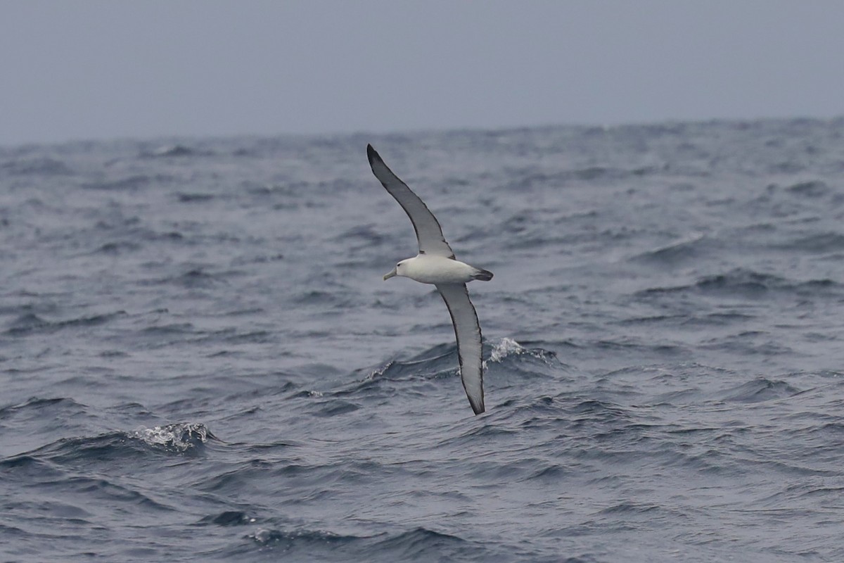 White-capped Albatross - ML615155642