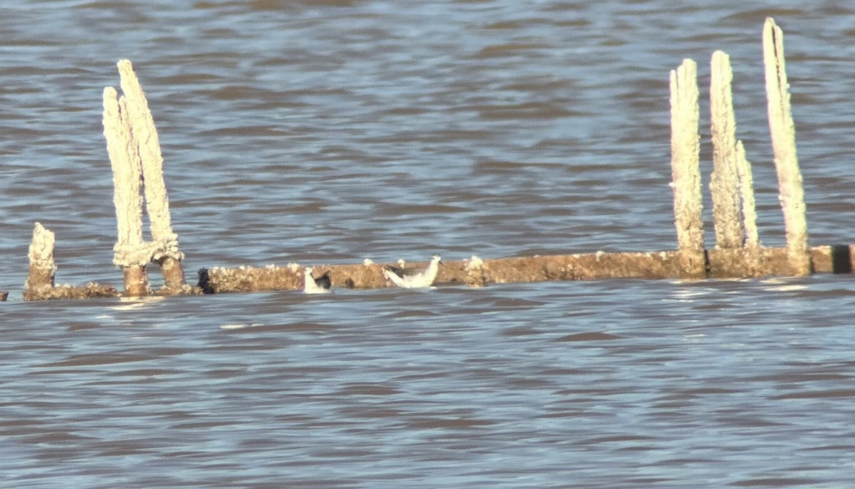 Wilson's Phalarope - ML615155692