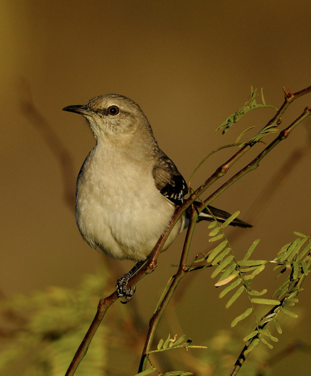 Northern Mockingbird - ML615155719