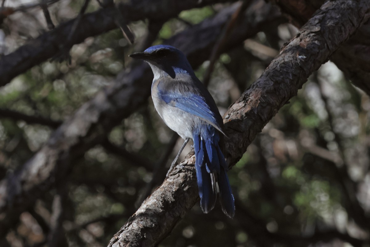 Woodhouse's Scrub-Jay - ML615155815