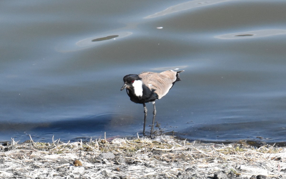 Spur-winged Lapwing - ML615155920
