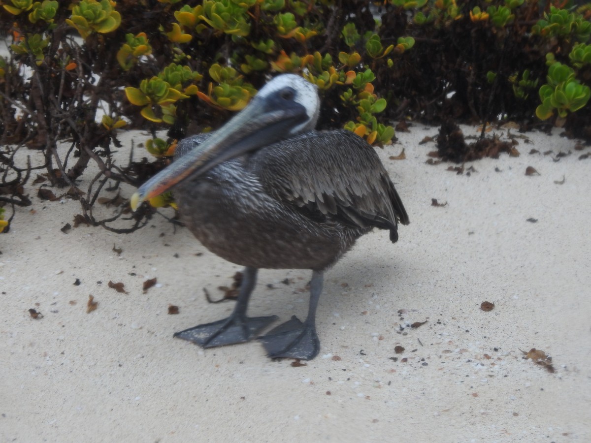 Brown Pelican - ML615155940