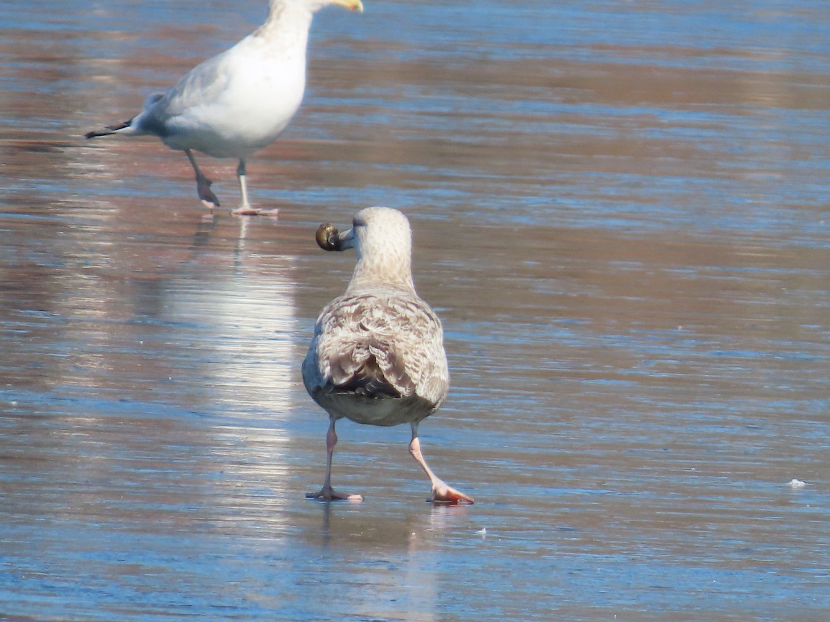 Herring Gull - ML615155943