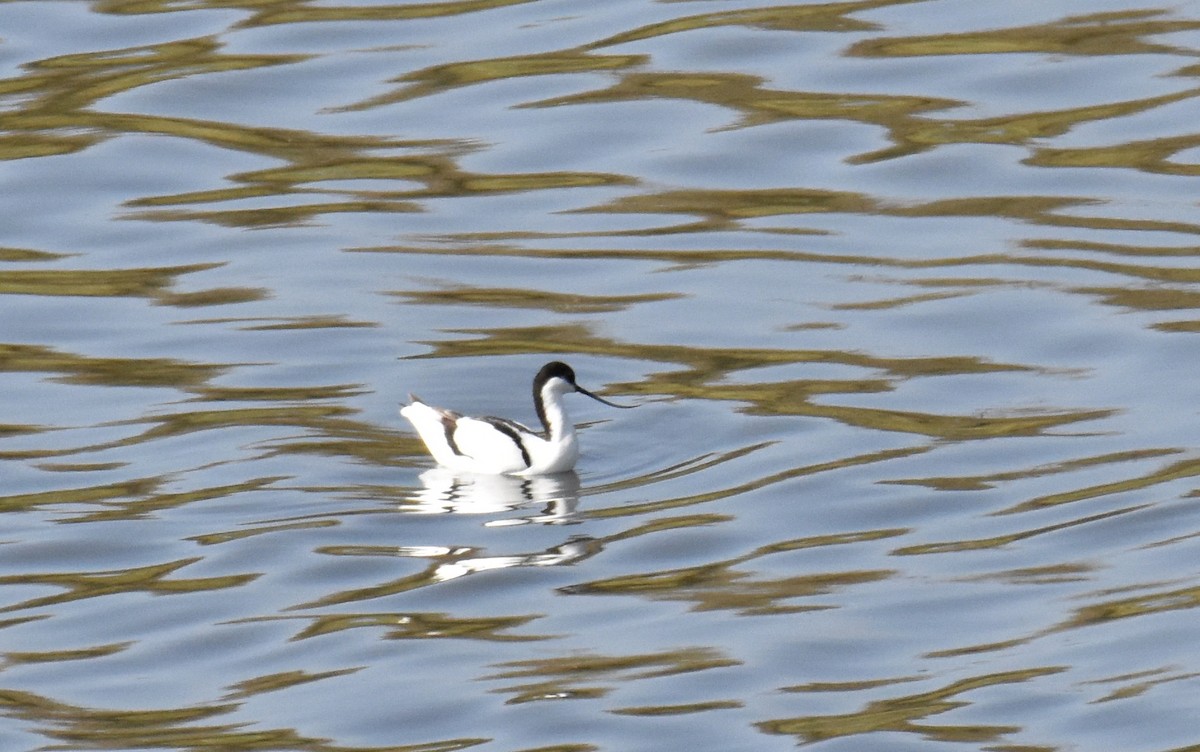 Pied Avocet - ML615155945