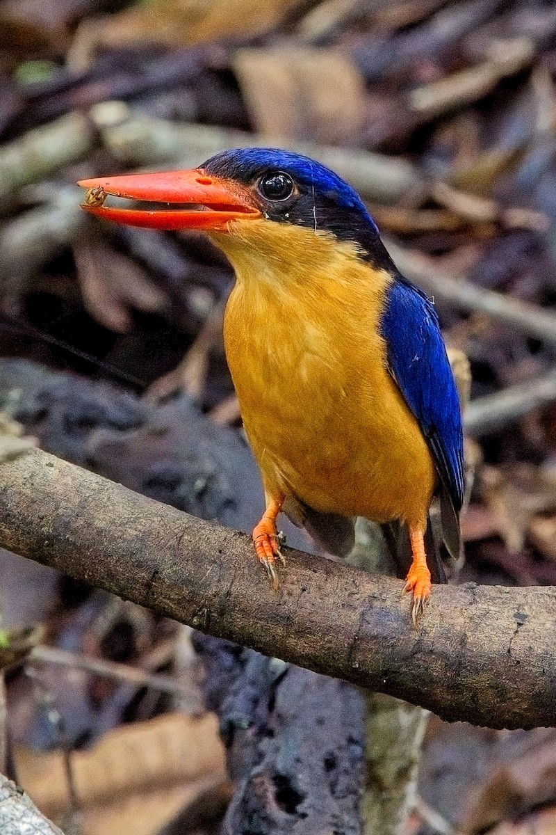 Buff-breasted Paradise-Kingfisher - ML615155967