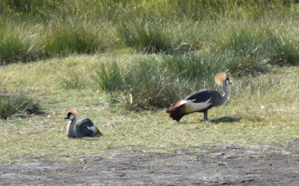 Gray Crowned-Crane - ML615155980