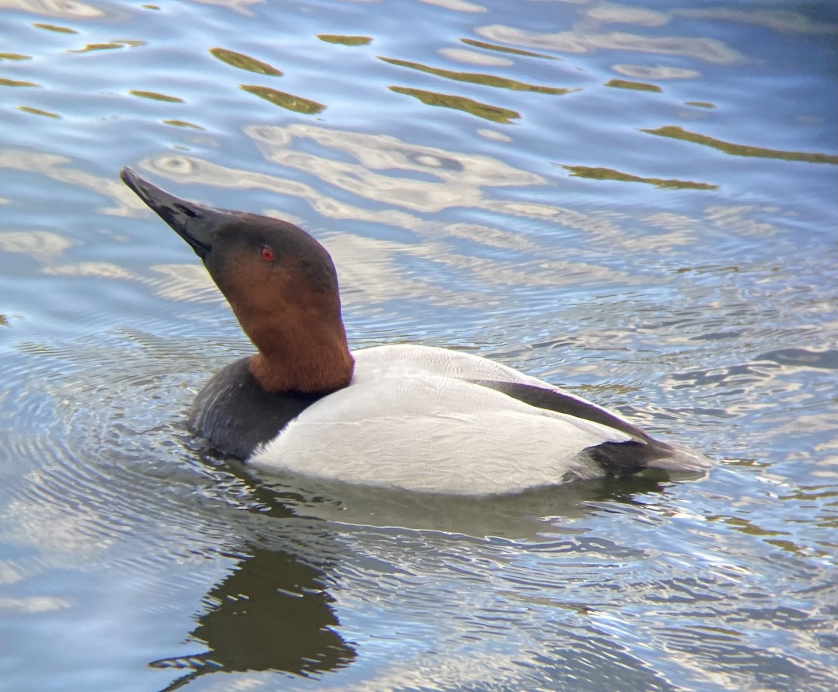 Canvasback - ML615155986