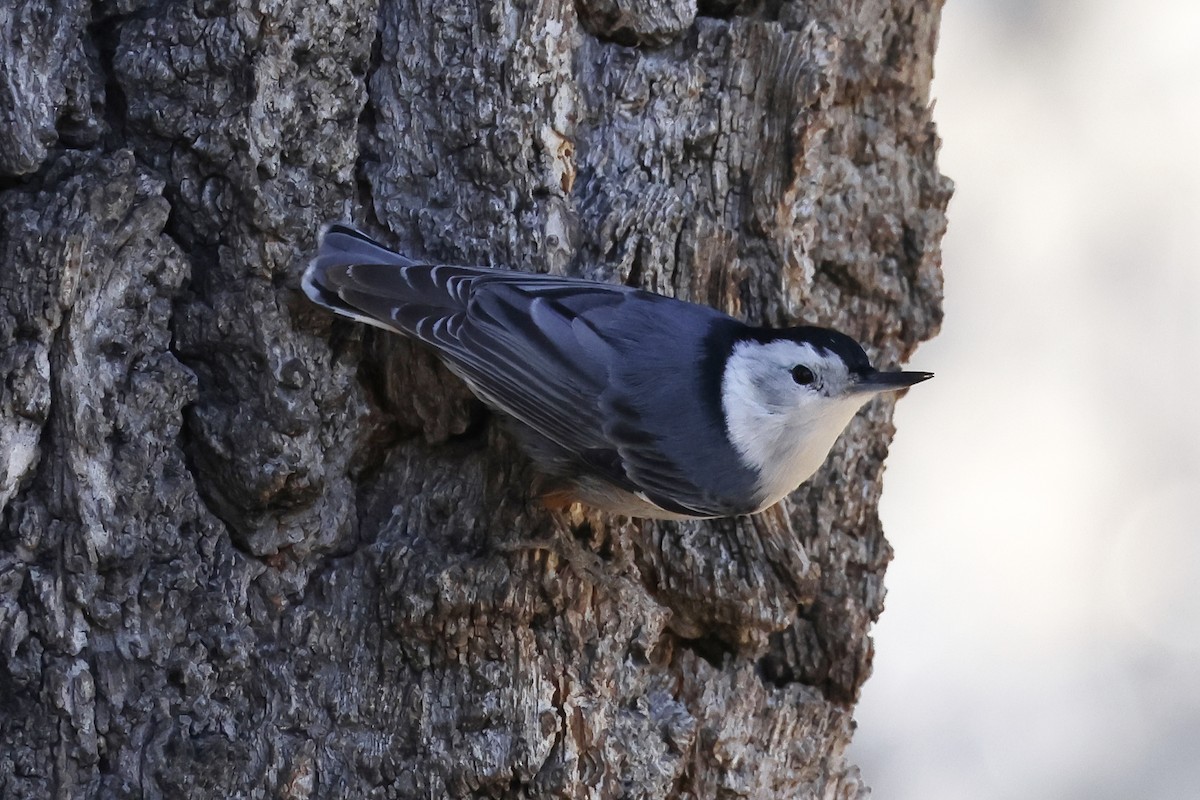 White-breasted Nuthatch - ML615156021