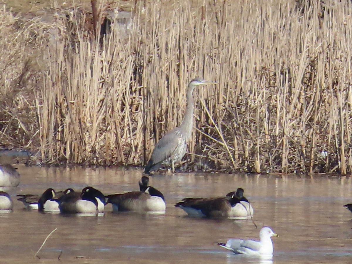 Great Blue Heron - ML615156038