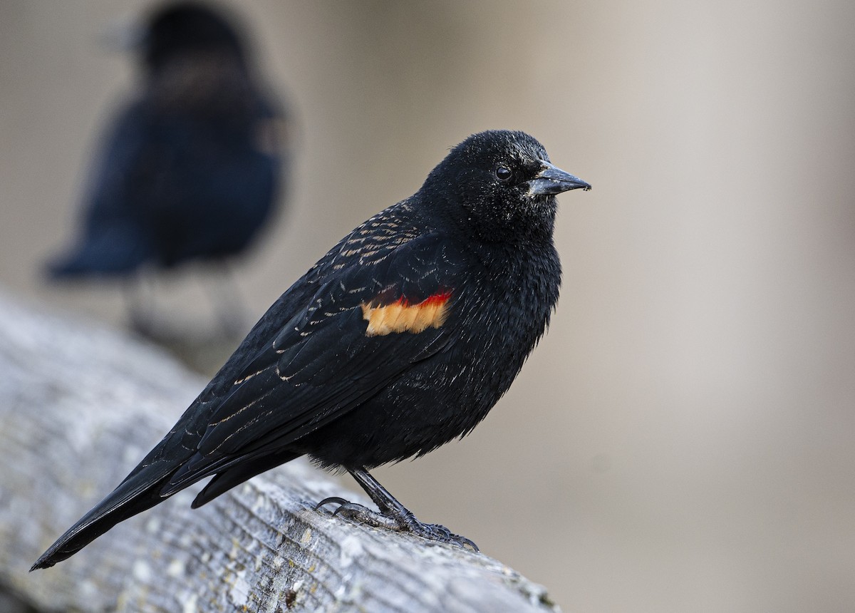 Red-winged Blackbird - Peter McNamee