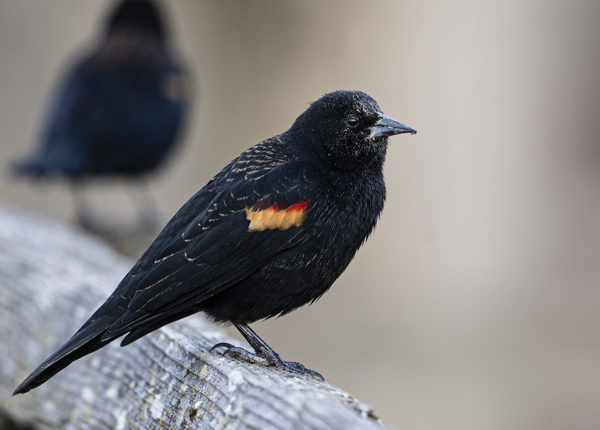 Red-winged Blackbird - Peter McNamee