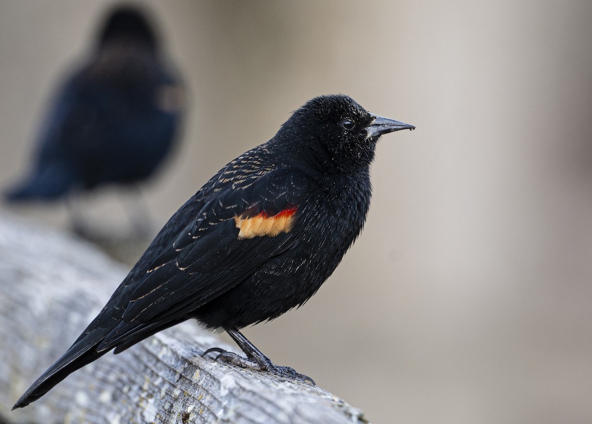 Red-winged Blackbird - Peter McNamee