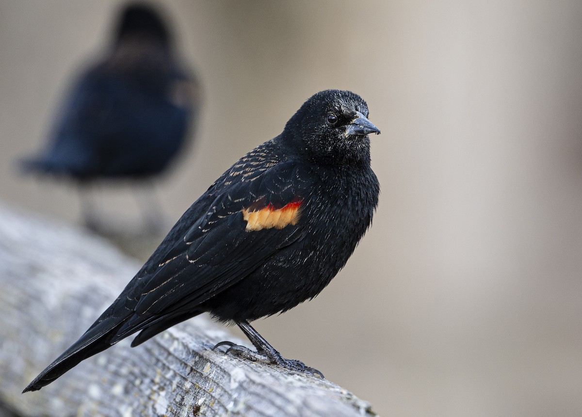 Red-winged Blackbird - Peter McNamee