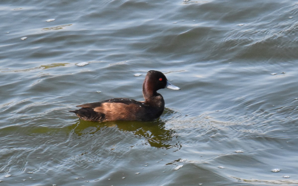 Southern Pochard - ML615156135