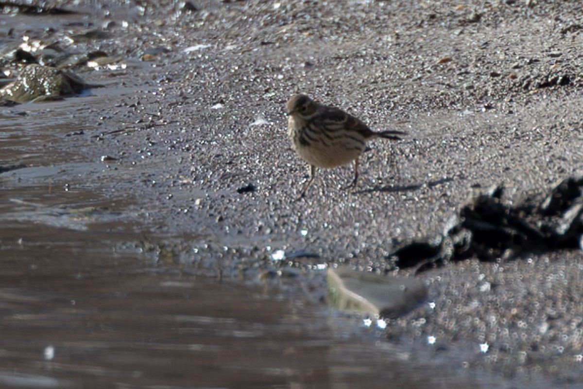 American Pipit - ML615156143