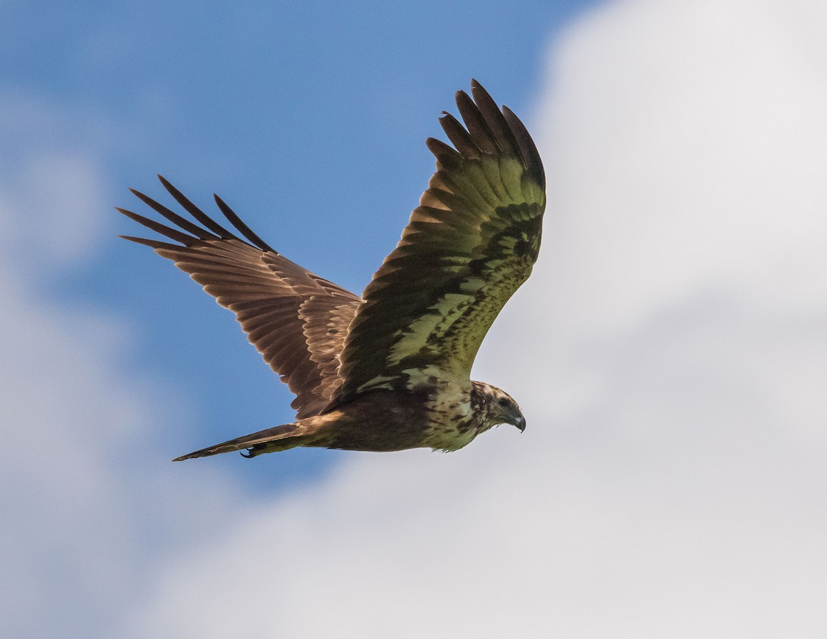 Eastern Marsh Harrier - ML615156152