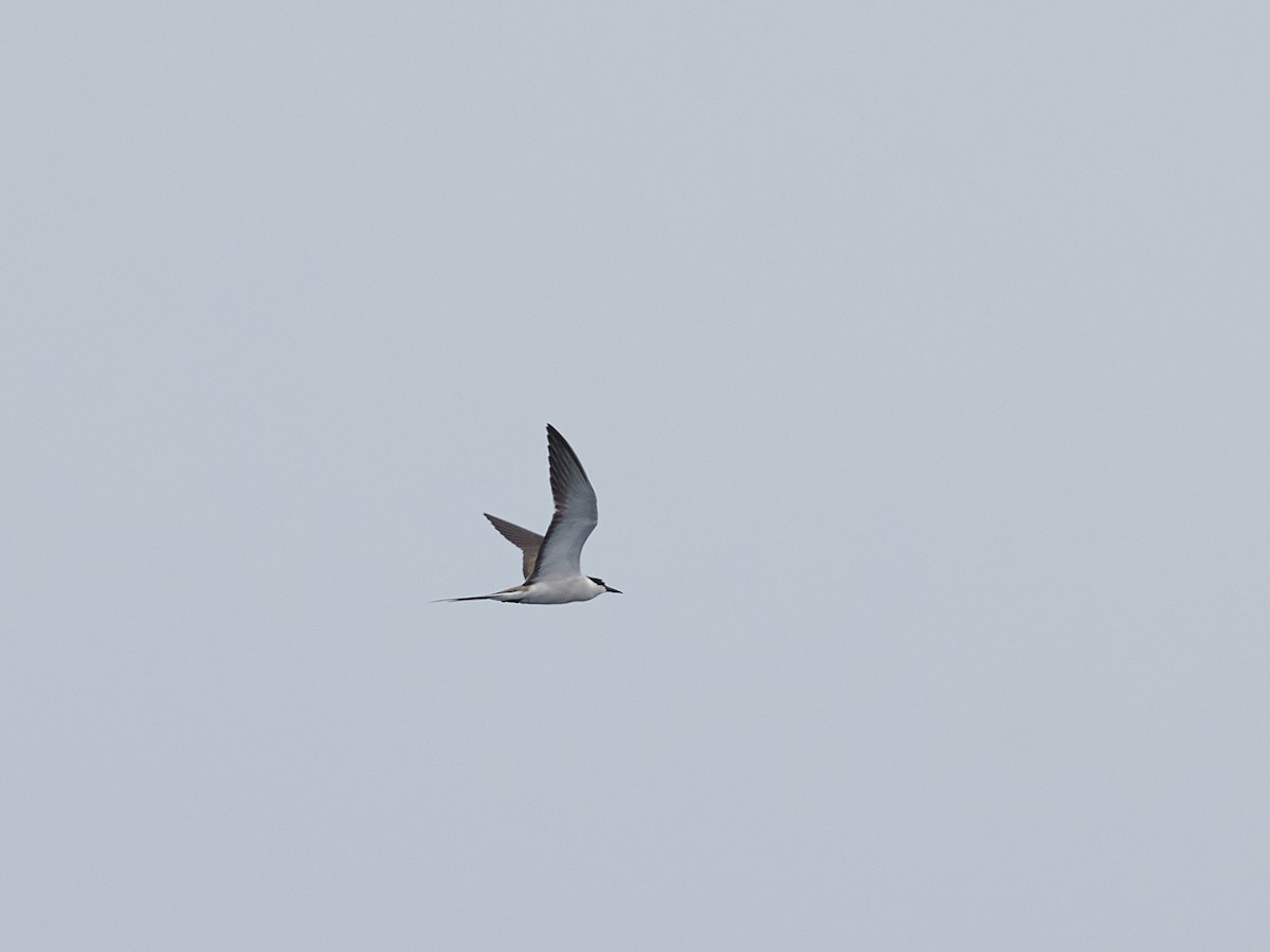 Bridled Tern - ML615156172