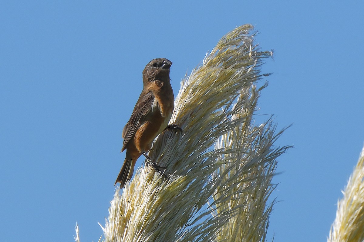 Dark-throated Seedeater - ML615156207