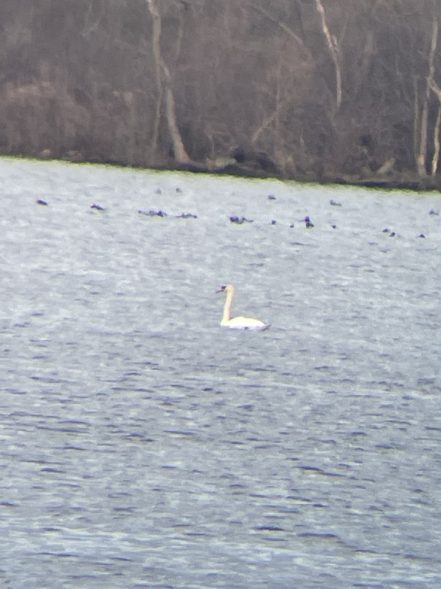 Cigno reale - ML615156216