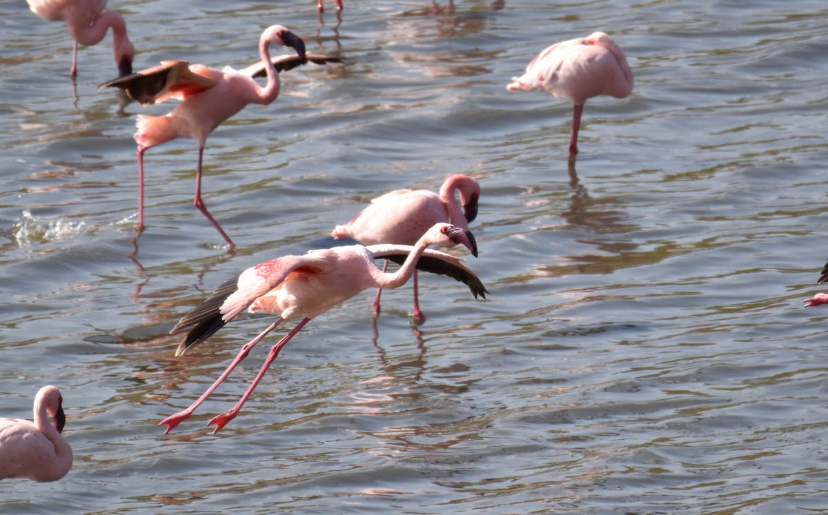 Küçük Flamingo - ML615156235