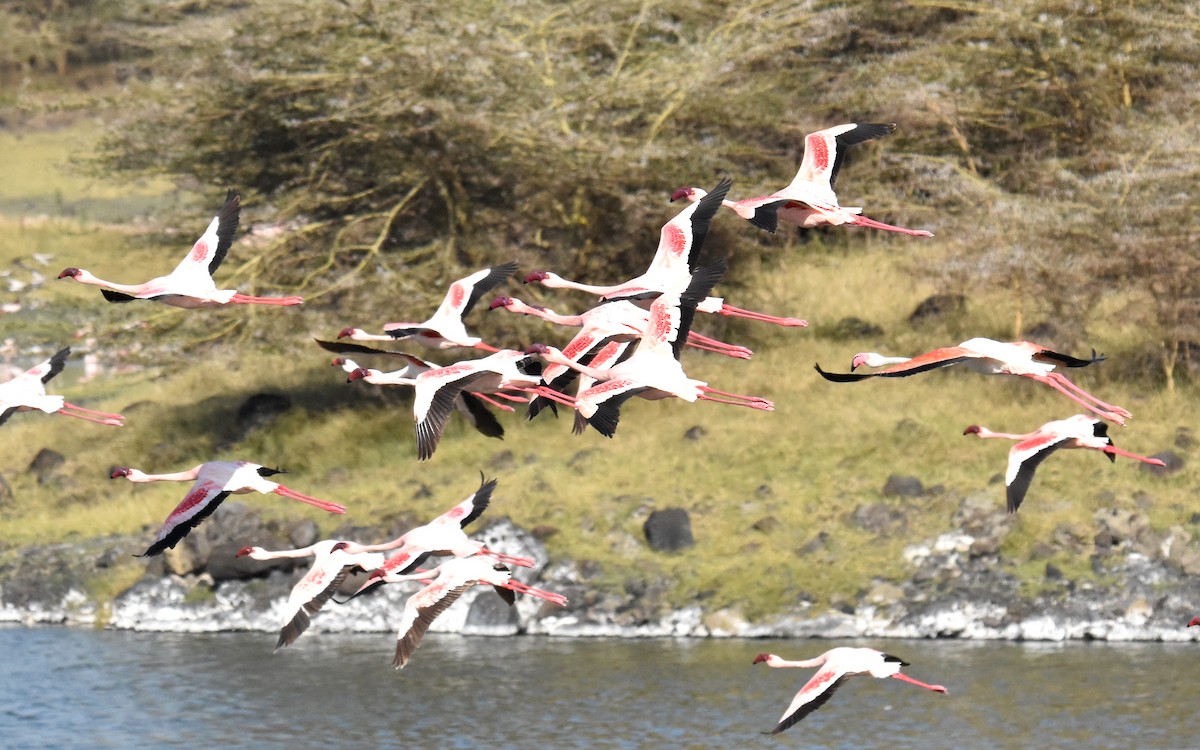 Lesser Flamingo - ML615156237