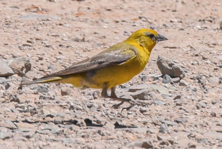 Greater Yellow-Finch - Steven Hall