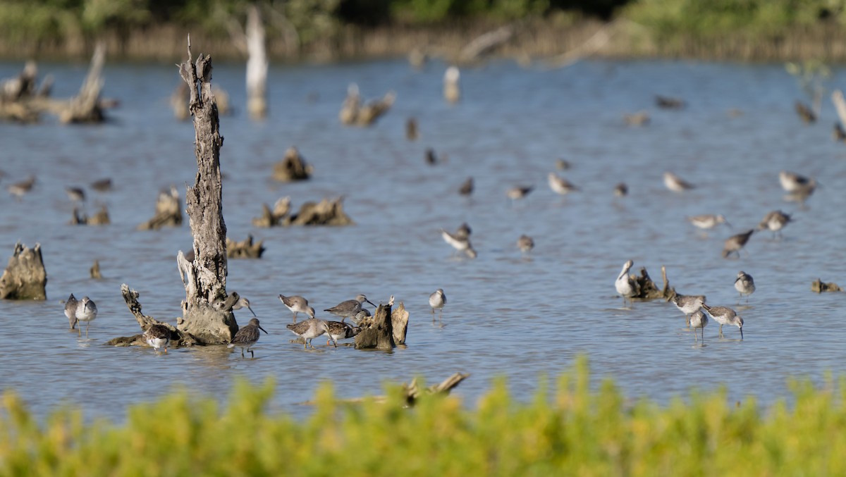 Stilt Sandpiper - jose santiago