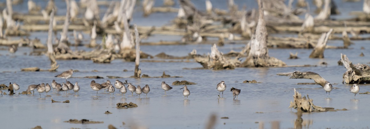 Stilt Sandpiper - ML615156376