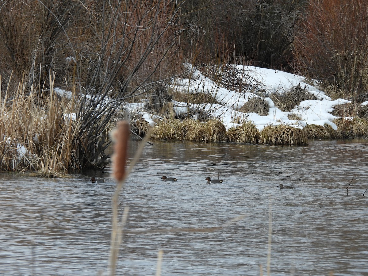 Green-winged Teal - ML615156398