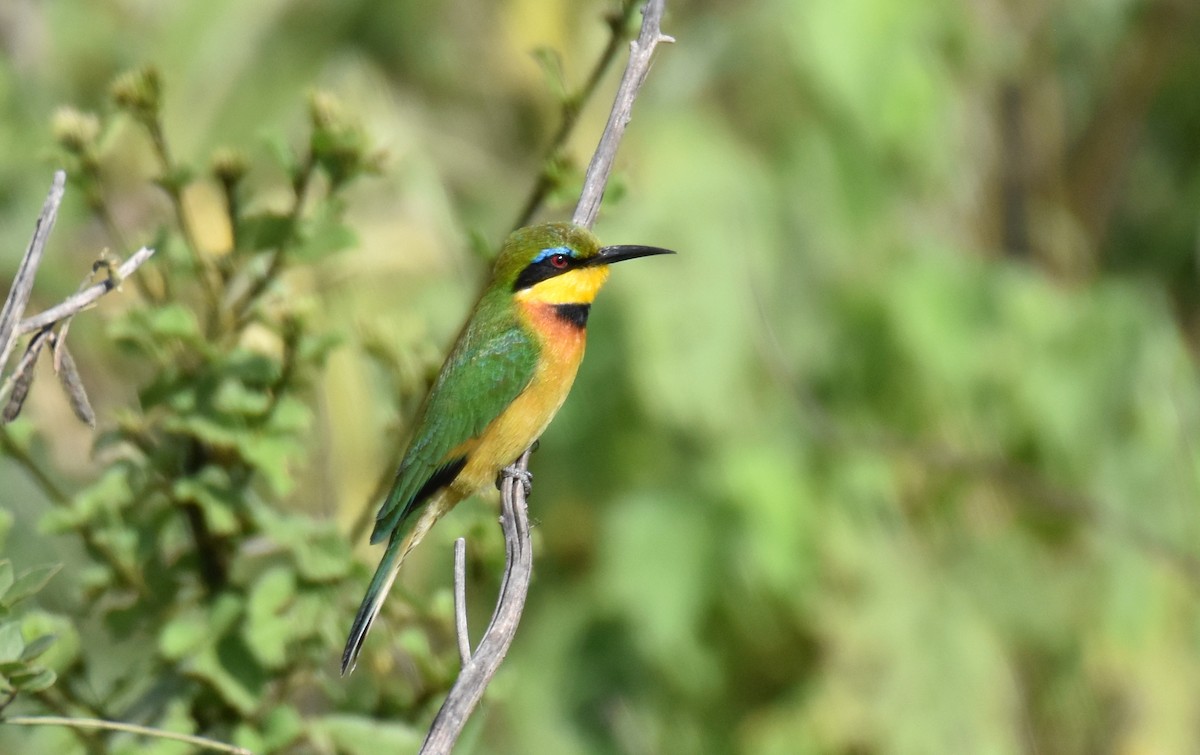 Little Bee-eater - Dana Latour