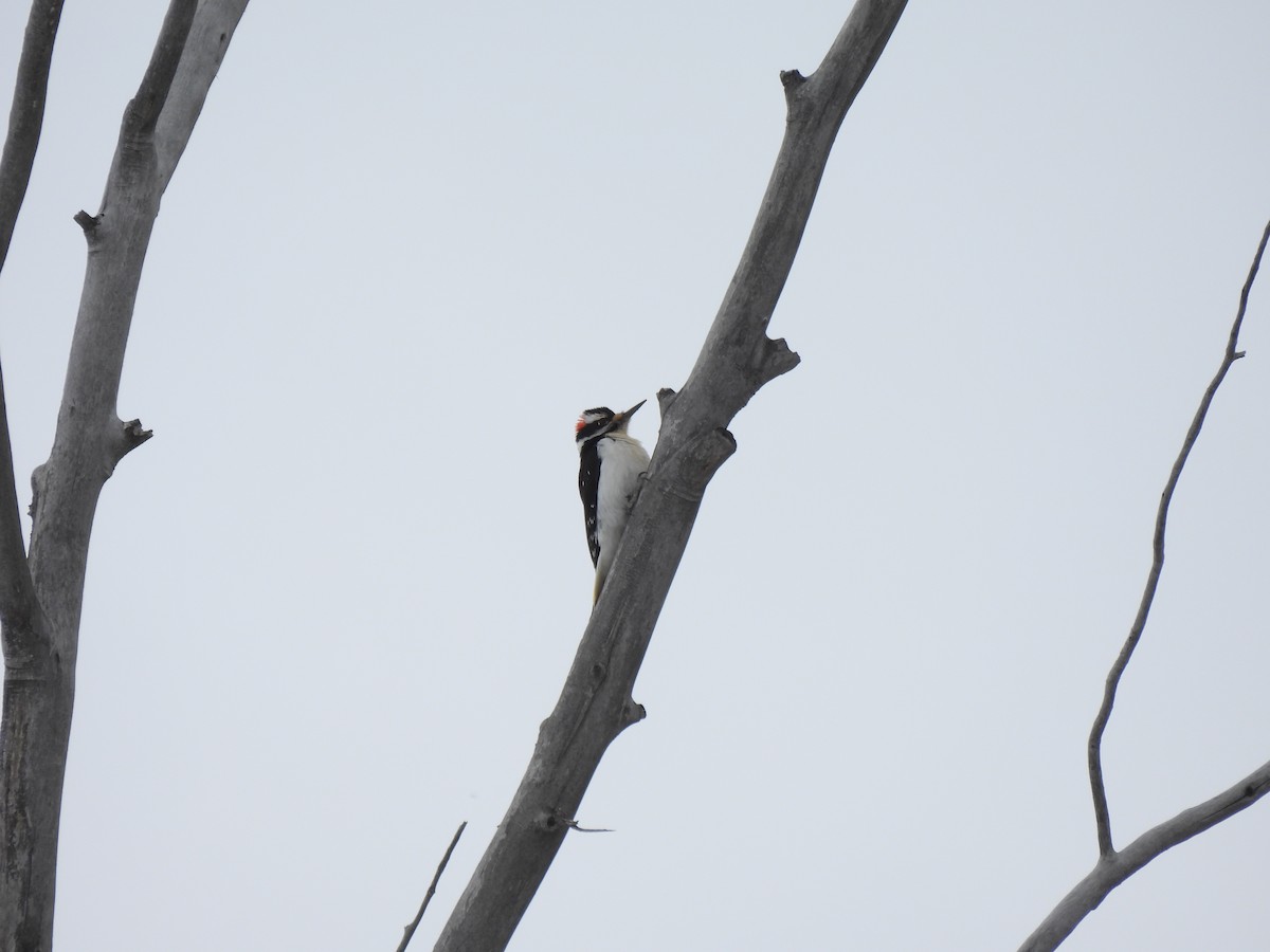 Hairy Woodpecker - ML615156424