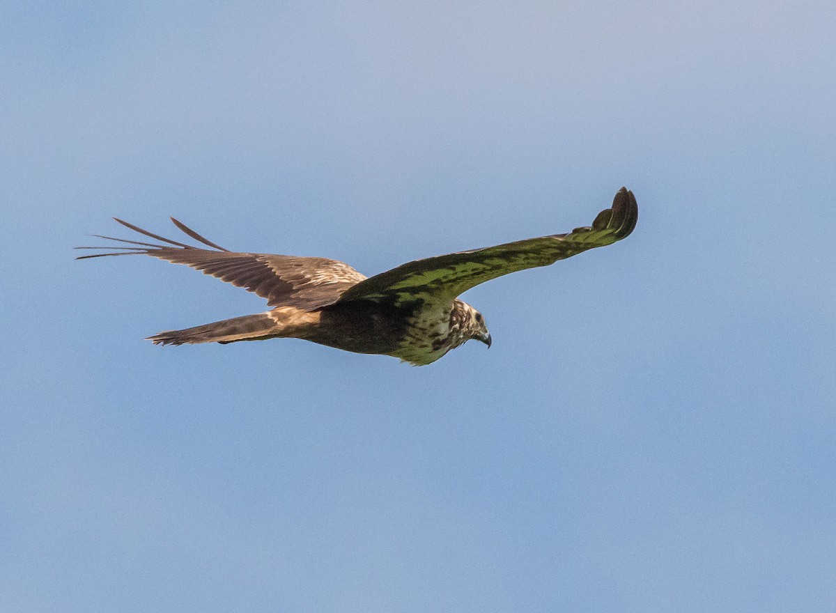 Eastern Marsh Harrier - ML615156439